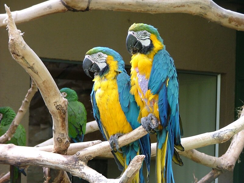 Blue-and-yellow Macaws — Blue, Calm, Photograph, Parrots, Branches