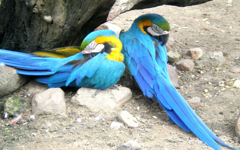 Blue-and-yellow Macaws — Blue, Calm, Photograph, Rocks