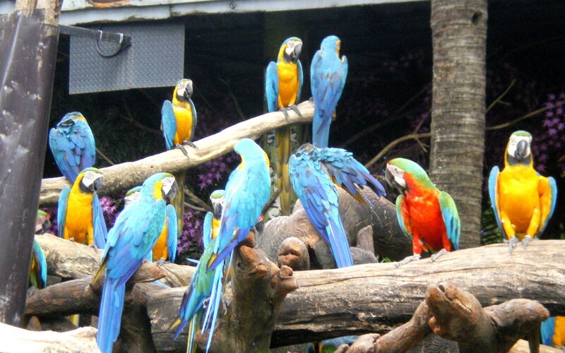 Blue-and-yellow Macaws — Blue, Calm, Photograph
