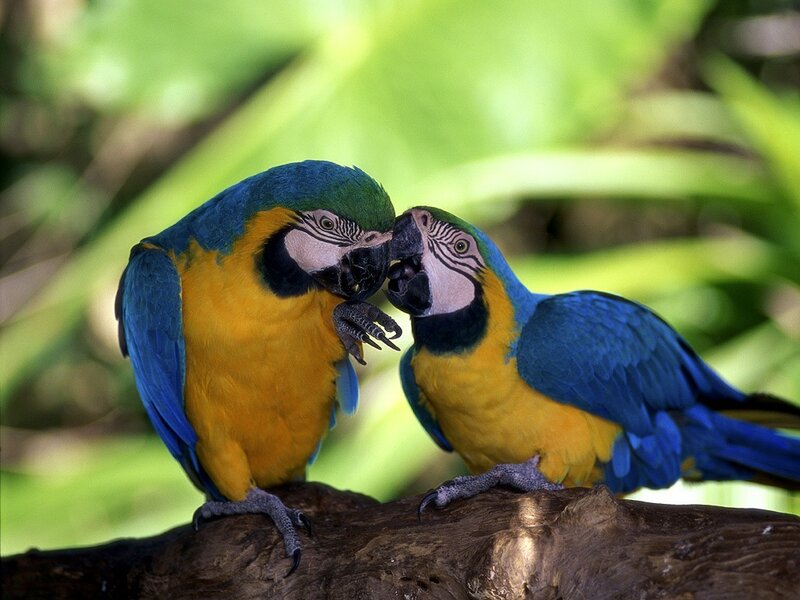 Blue-and-yellow Macaws — Blue, Calm