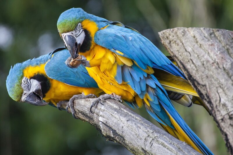 Blue-and-yellow Macaws — Blue, Natural, Photograph, Parrots