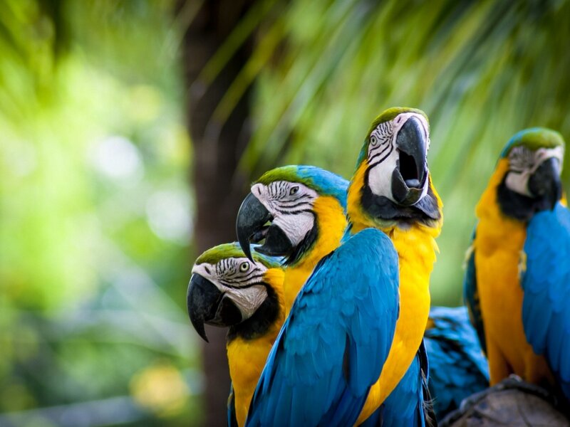 Blue-and-yellow Macaws — Blue, Natural, Photograph