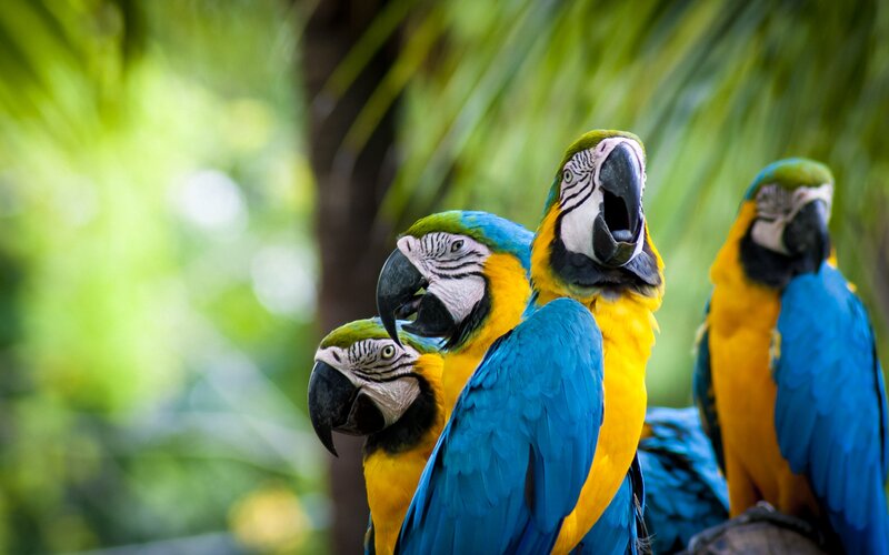 Blue-and-yellow Macaws — Blue, Natural