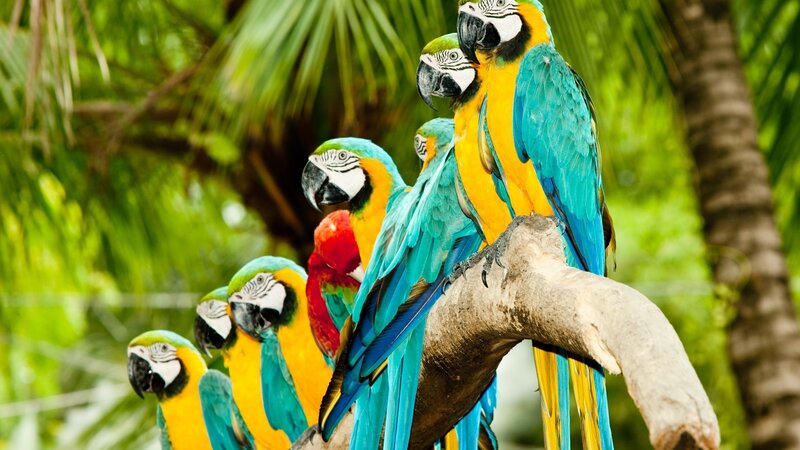 Blue-and-yellow Macaws — Blue, Tropical, Afternoon, Photograph, Parrots, Tree Branch, Palm Trees, Yellow