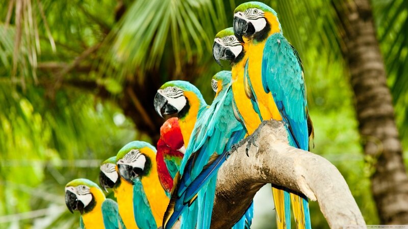 Blue-and-yellow Macaws — Blue, Tropical, Afternoon, Photograph, Parrots, Tree Branch