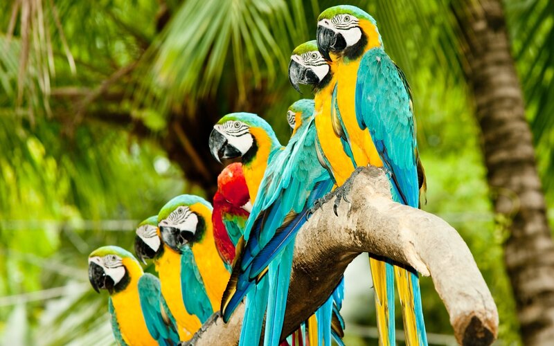 Blue-and-yellow Macaws — Blue, Tropical, Afternoon