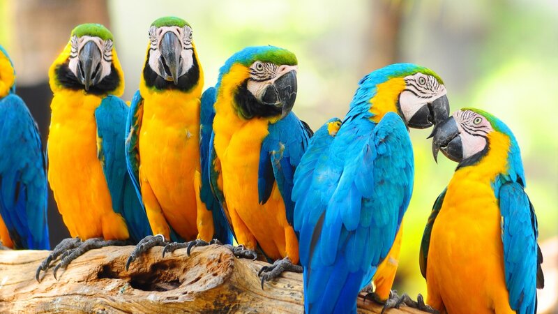 Blue-and-yellow Macaws — Blue, Vibrant
