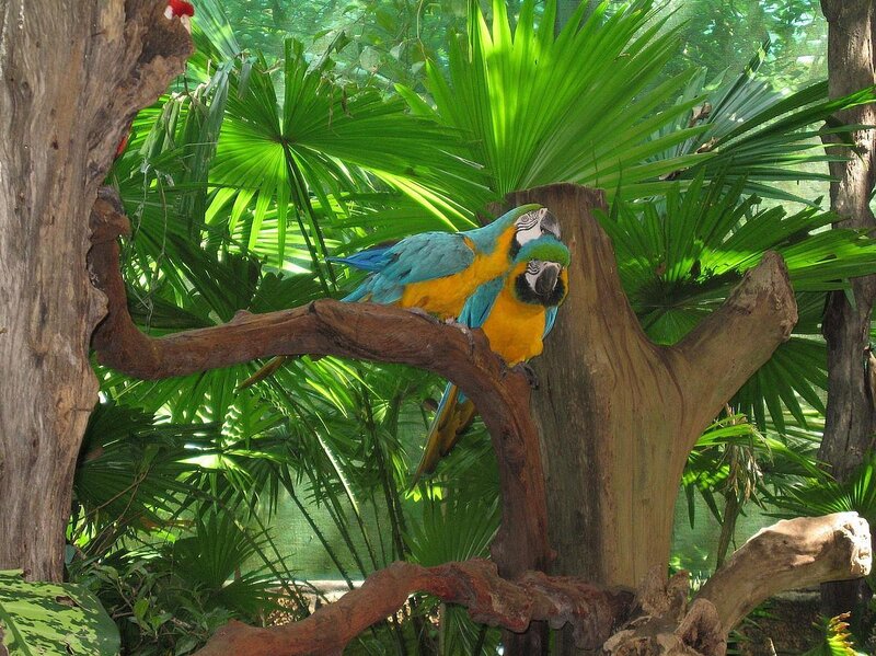 Blue-and-yellow Macaws — Green
