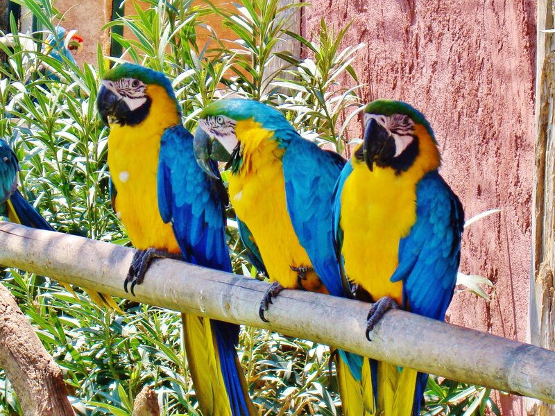 Blue-and-yellow macaws on a branch
