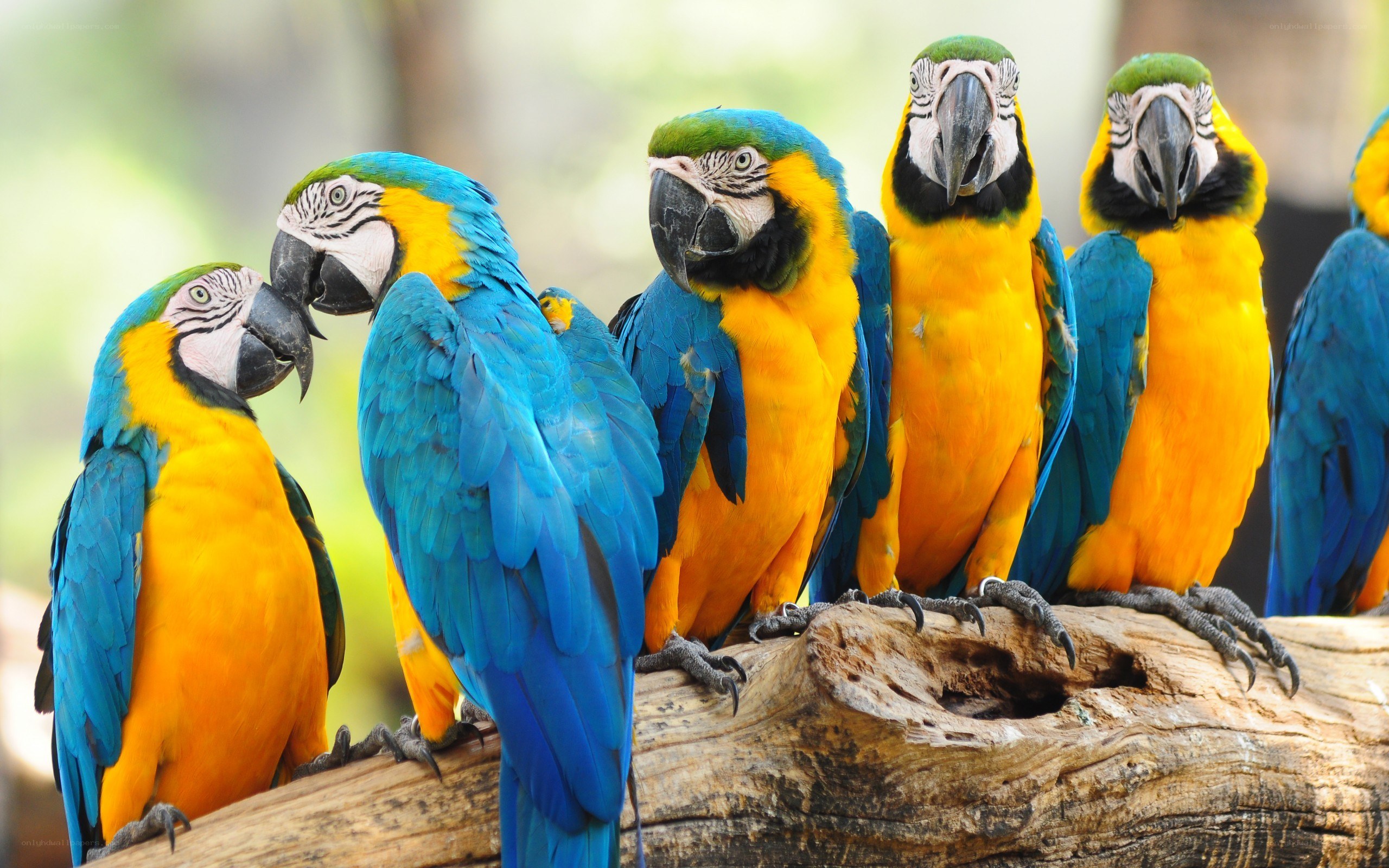 Blue-and-yellow macaws on a log