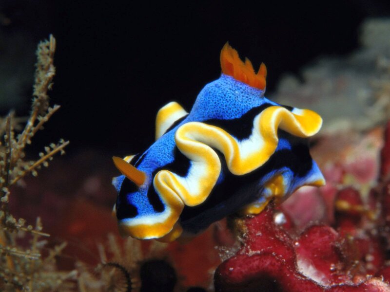 Blue and Yellow Nudibranch