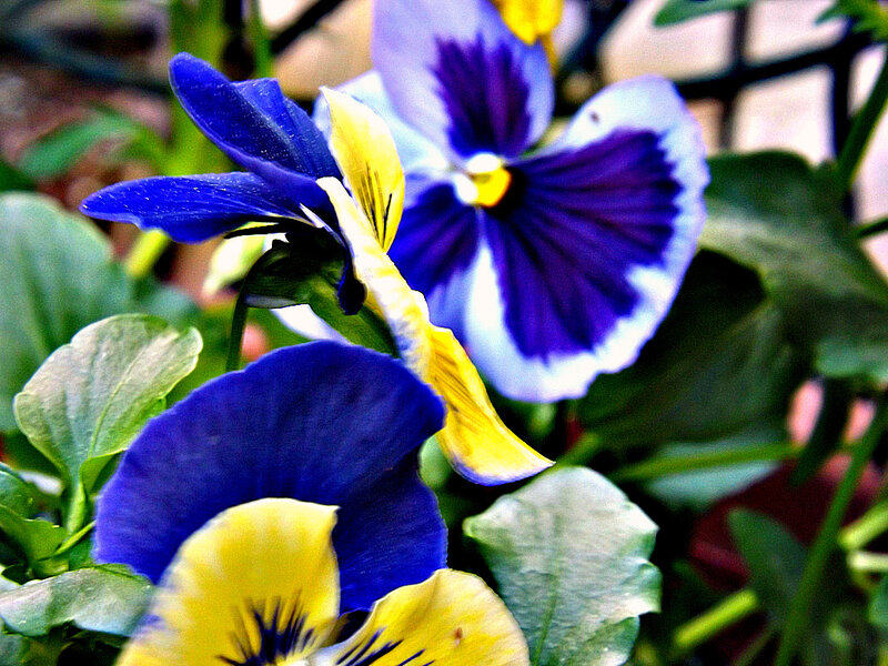 Blue and Yellow Pansies — Calm, Spring