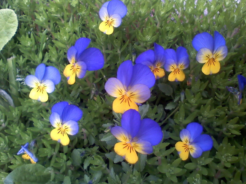 Blue and Yellow Pansies — Calm
