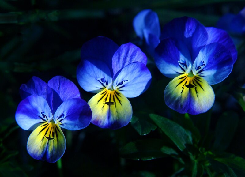 Blue and Yellow Pansies — Dramatic