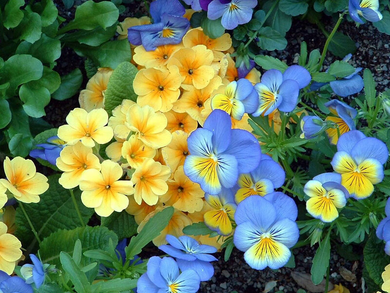 Blue and Yellow Pansies — Vibrant