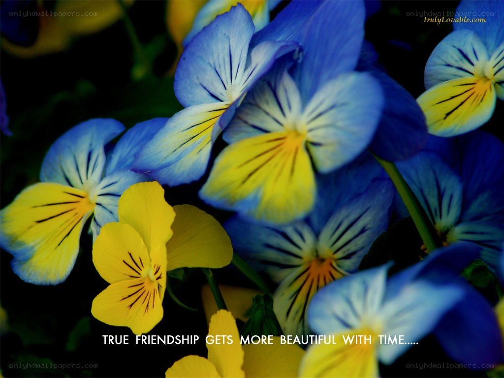 blue and yellow pansies