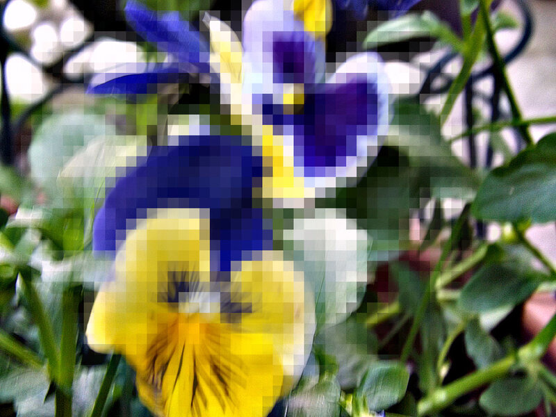 Blue and Yellow Pansy Flower
