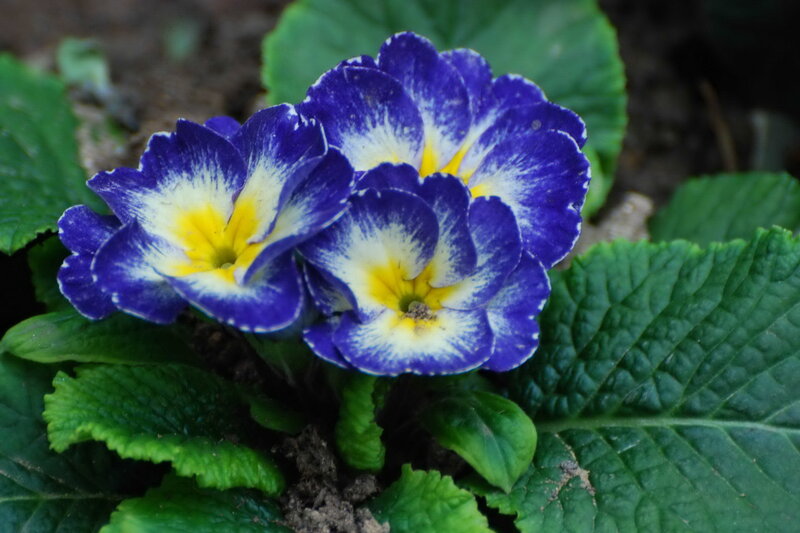 Blue and Yellow Primroses