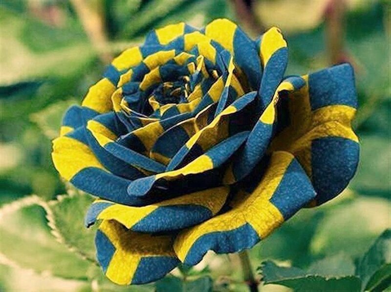 Blue and Yellow Rose