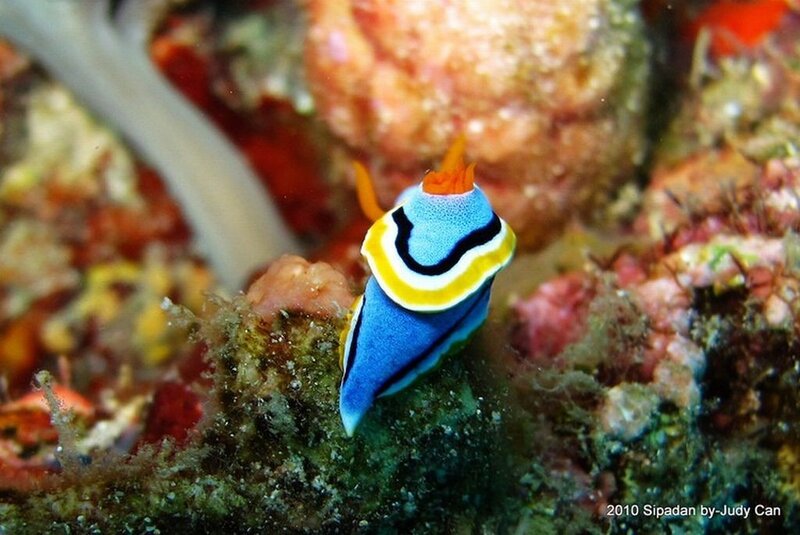 Blue and Yellow Sea Slug