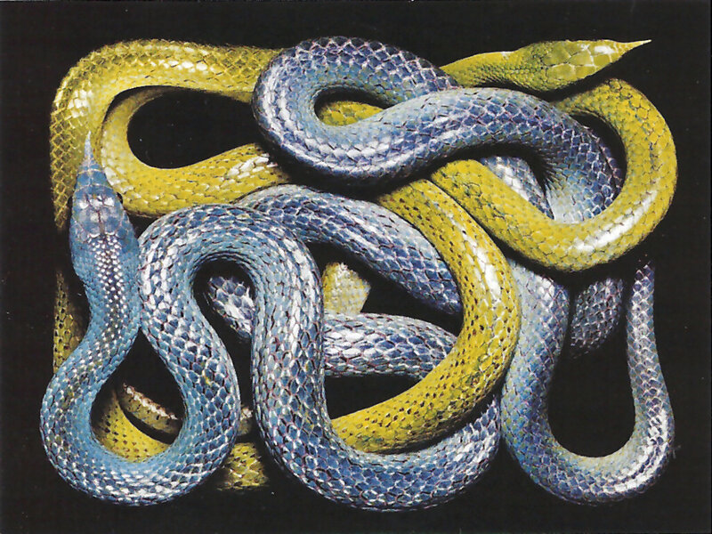 Blue and Yellow Snakes
