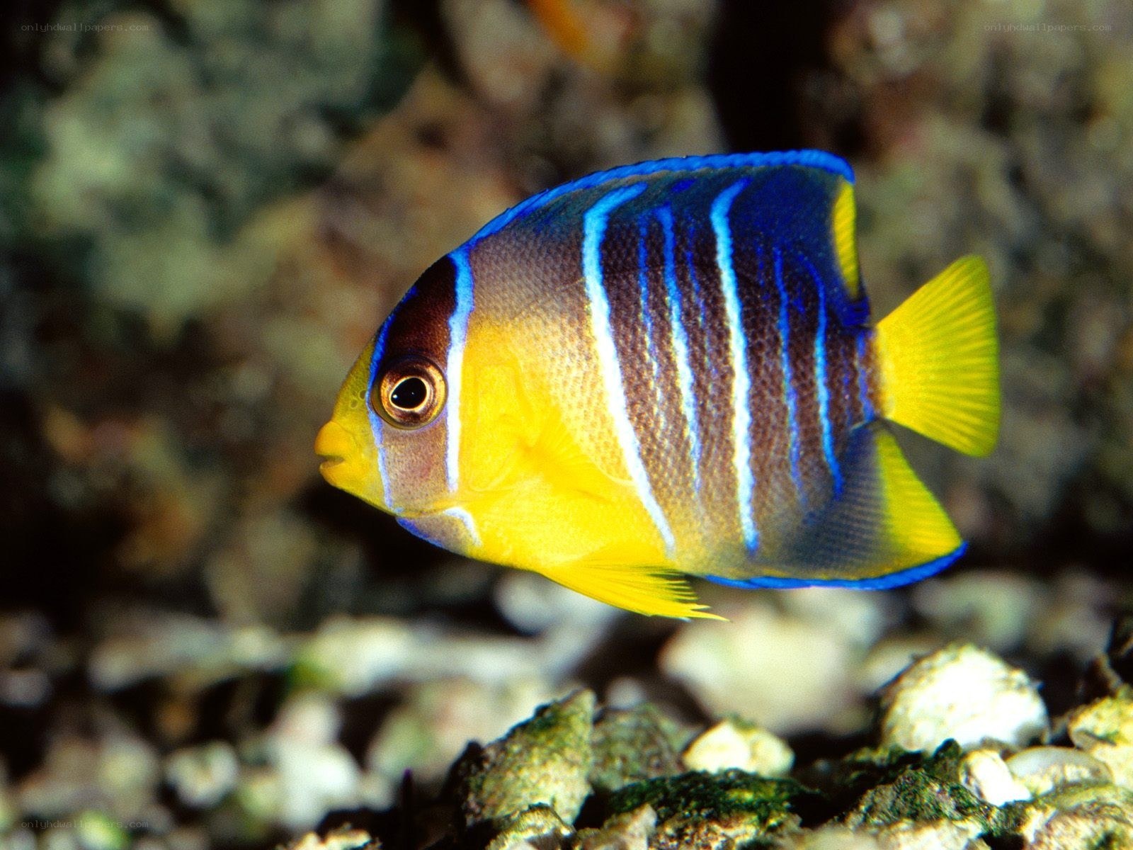 blue and yellow striped fish
