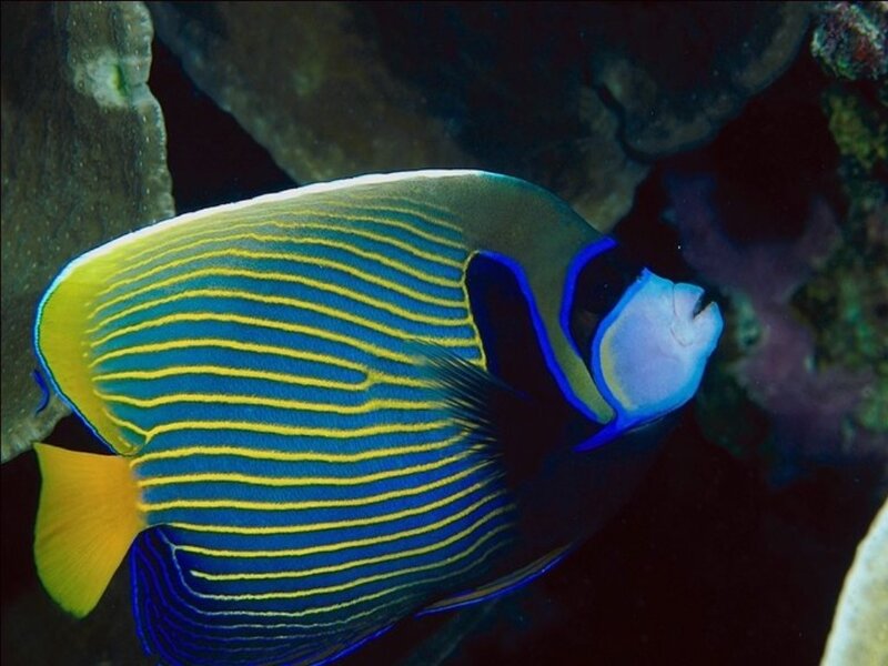 Blue and yellow striped fish