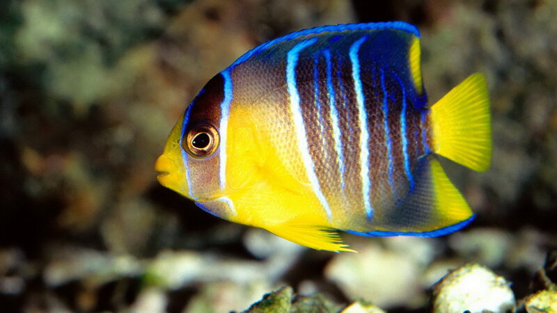 blue and yellow striped fish