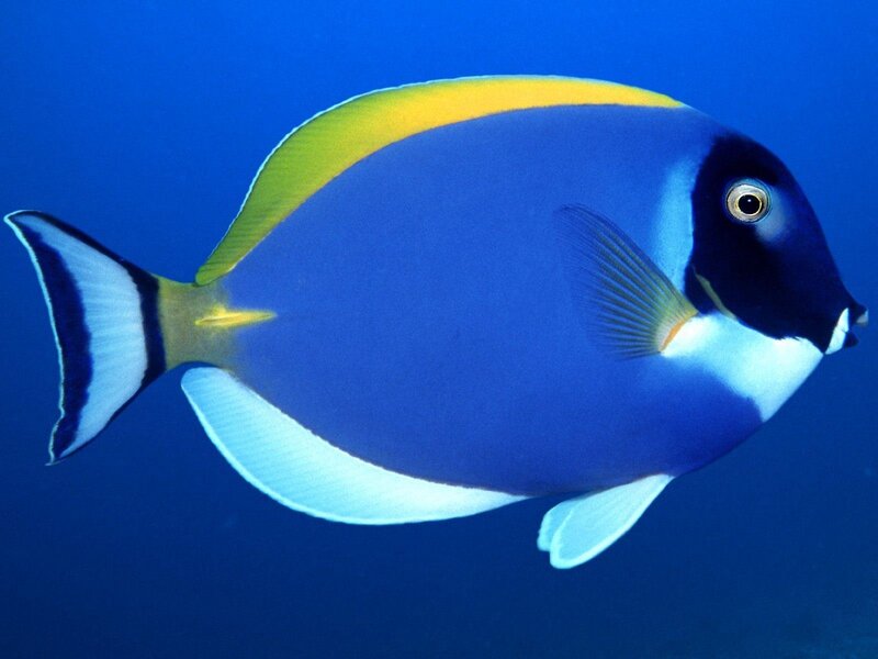 blue and yellow surgeonfish