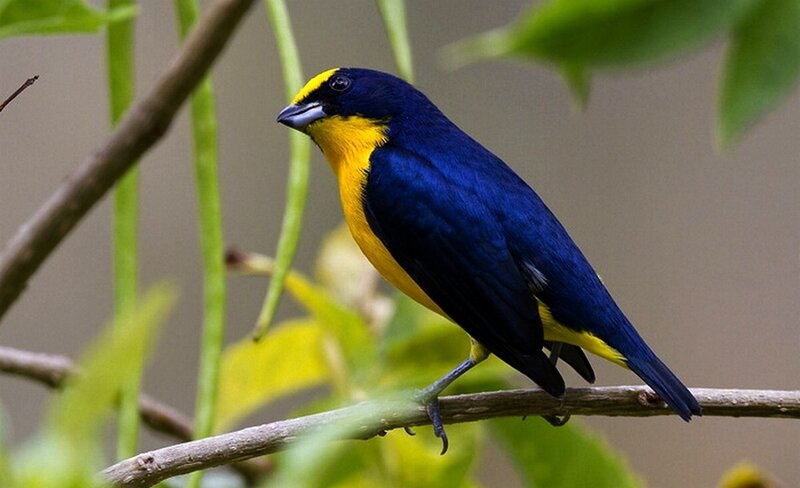 Blue-and-yellow Tanager — Blue