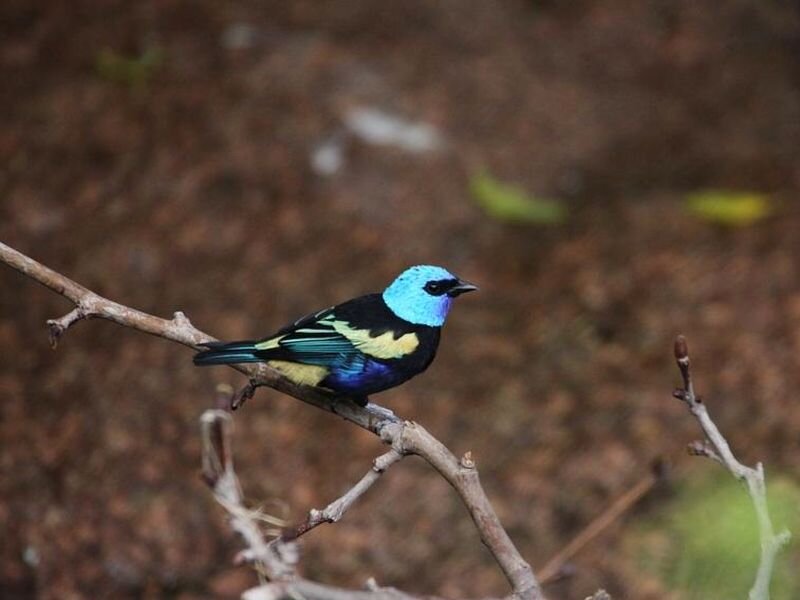 Blue-and-yellow Tanager
