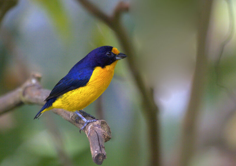 Blue-and-yellow Tanager — Yellow