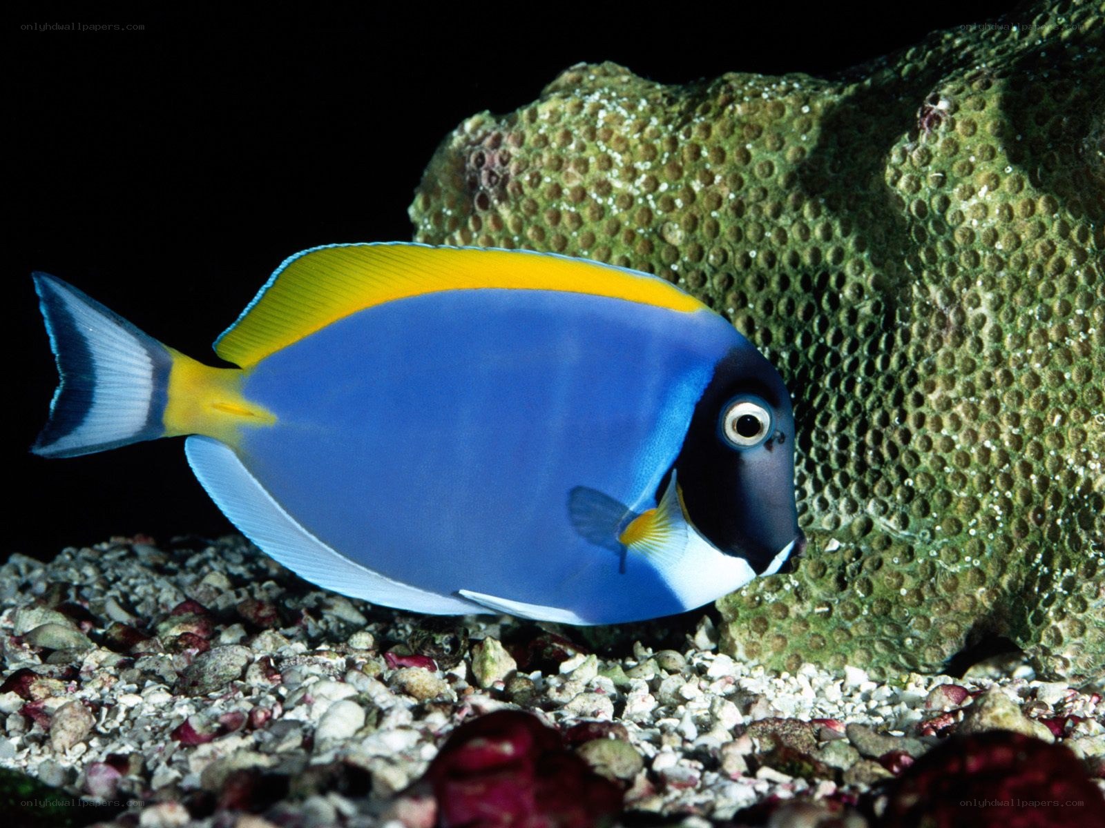 blue and yellow tang fish