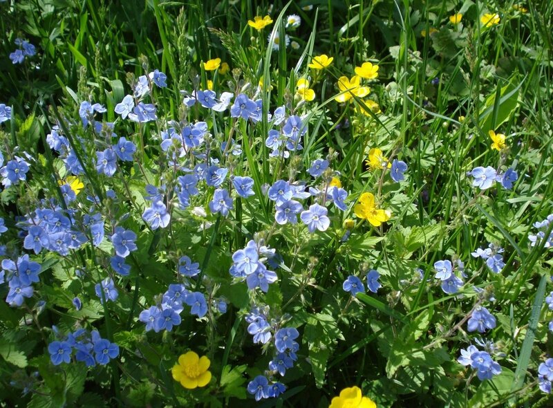 Blue and yellow wildflowers in a meadow
