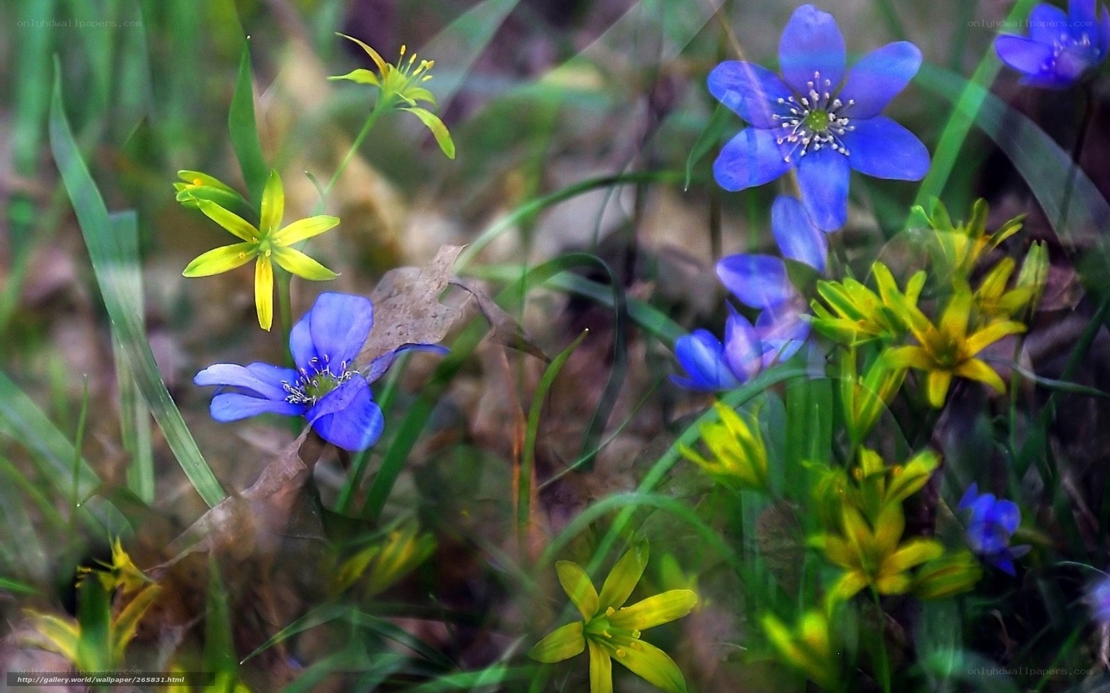 Blue and yellow wildflowers in forest