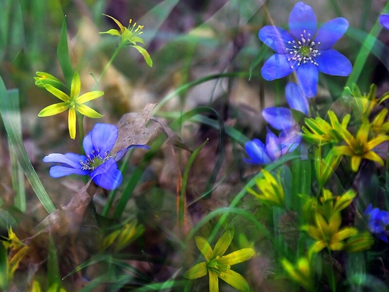 Blue and Yellow Wildflowers — Natural