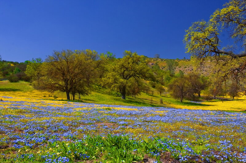 Blue and Yellow Wildflowers — Serene, Spring
