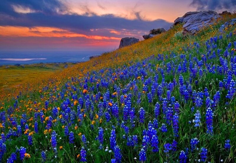 Blue and Yellow Wildflowers — Serene, Sunset