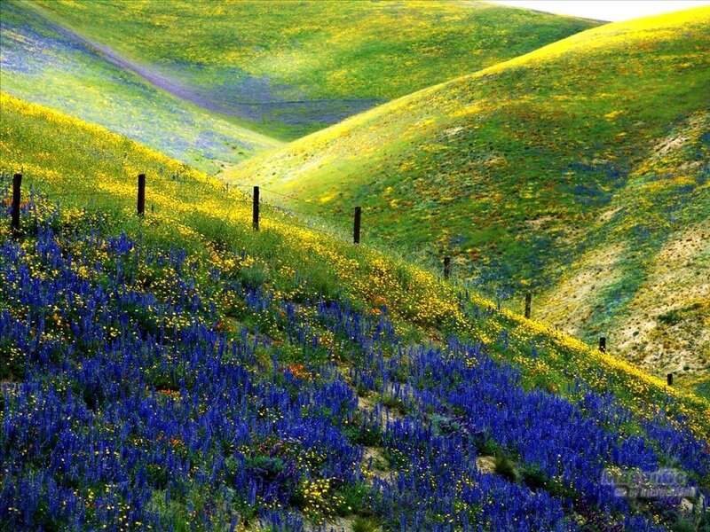 Blue and Yellow Wildflowers — Serene