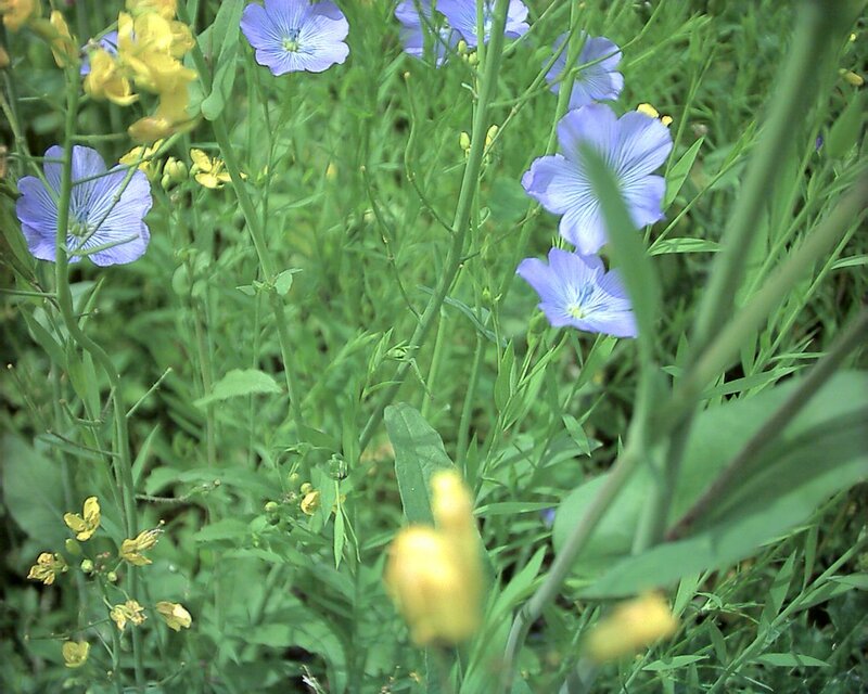 blue and yellow wildflowers