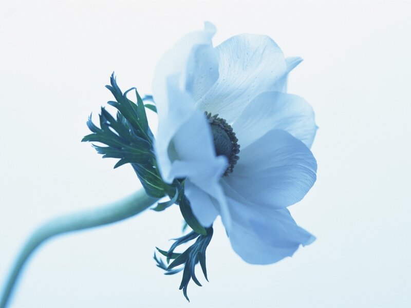 blue anemone flower