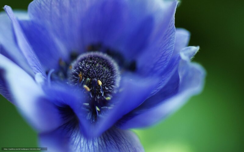 Blue Anemone Flower — Calm, Photograph, Petals
