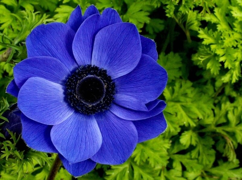 Blue Anemone Flower — Calm, Photograph