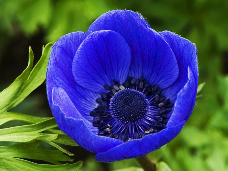 Blue Anemone Flower — Calm, Spring