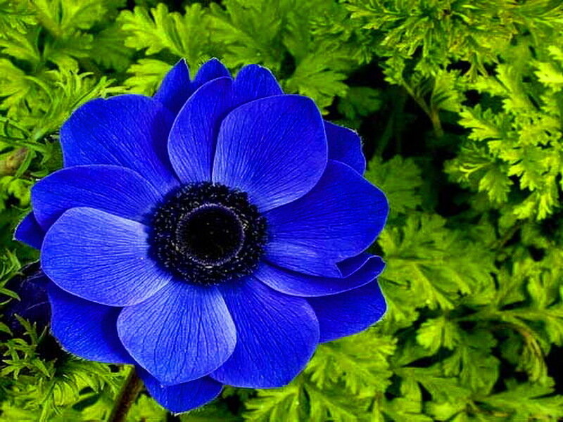 Blue Anemone Flower — Calm