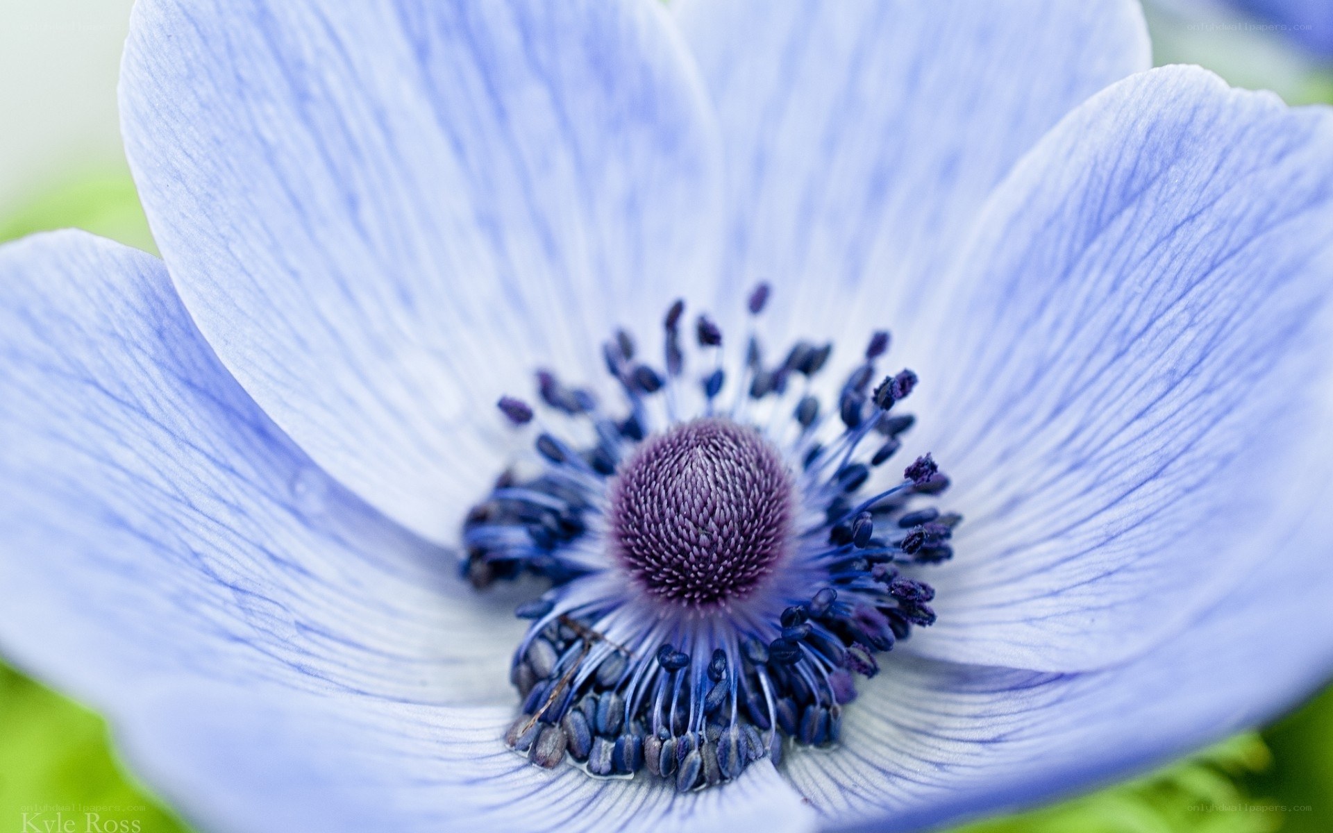 blue anemone flower close-up