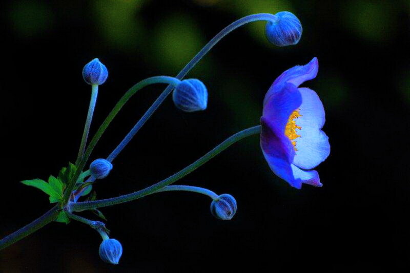 Blue Anemone Flower — Dramatic, Night