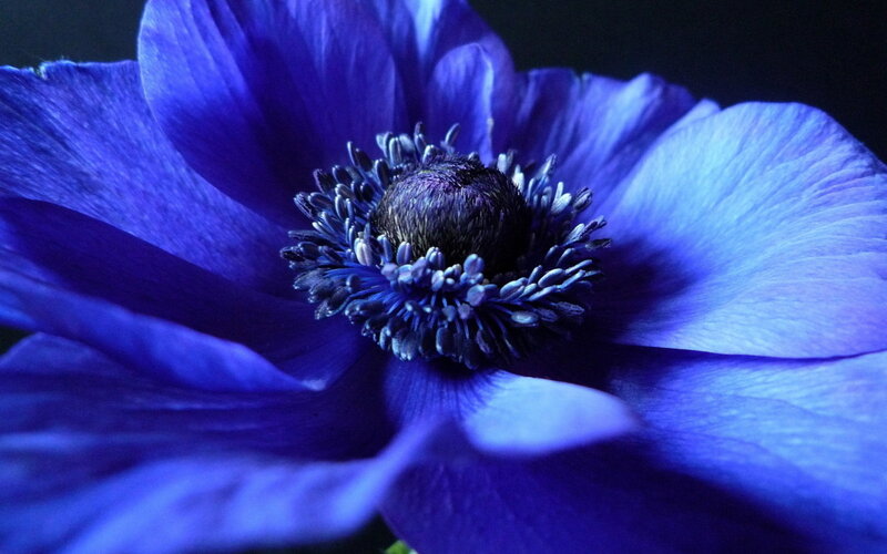 Blue Anemone Flower — Dramatic, Photograph, Petals