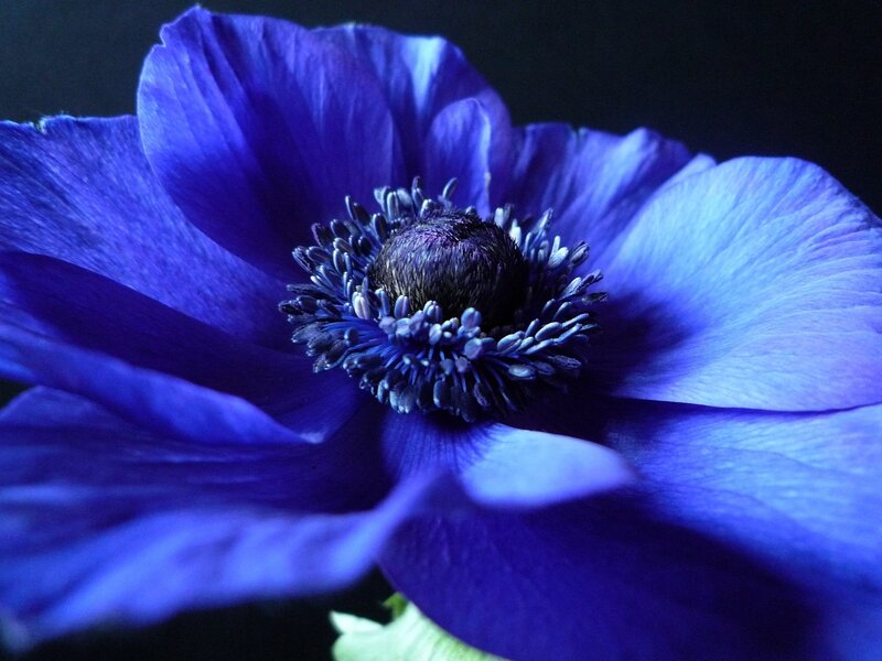 Blue Anemone Flower — Dramatic, Photograph