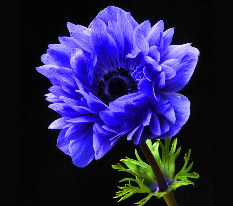 Blue Anemone Flower — Dramatic